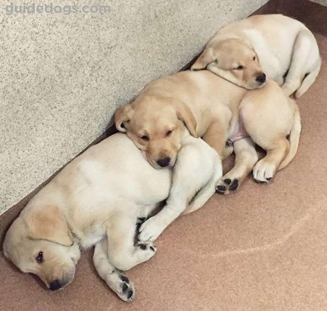 Cutest Yellow Lab Pictures | Cute Yellow Labrador Photo Gallery Labrador Noir, Labrador Retriever Puppy, Cute Labrador, Yellow Labs, Labrador Retriever Puppies, Happy Pictures, Lab Puppies, Yellow Lab, Labrador Puppy