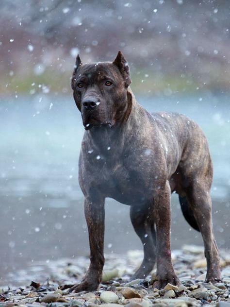 Breed ➡️ BANDOG From slovakia Pavol Hanzel /GARA BANDOG KENNEL 🐶 Salter 5 Years Old Bandog Dogs, Estrela Mountain Dog, Karelian Bear Dog, Mastiff Breeds, Presa Canario, Bully Breeds Dogs, Alaskan Husky, Goofy Dog, Rare Dogs