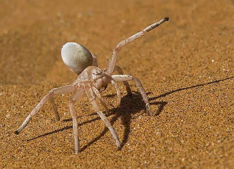 A Dancing White Lady Spider In The Namib Desert In South Africa Namib Desert, White Lady, Spider Girl, Spiders, My House, Real Photos, Bugs, Insects, Butterflies