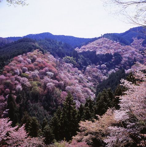 Yoshino Japan, Places In Japan, Beautiful Places In Japan, 2024 Moodboard, Heart Shape Box, Most Beautiful Flowers, Cherry Blossoms, Most Beautiful Places, Kimonos