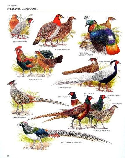 Blood pheasant, Blyth's tragopan, Himalayan monal pheasant, Silver pheasant, Comman pheasant, Lady Amherst's pheasant, Cheer pheasant, Red junglefowl.........clockwise from upper left corner.....via My Sunshine Vintage on ETSY Zoological Illustration, Common Pheasant, Pig Breeds, Birds Photography Nature, Types Of Birds, Bird Identification, World Birds, Kinds Of Birds, Game Birds