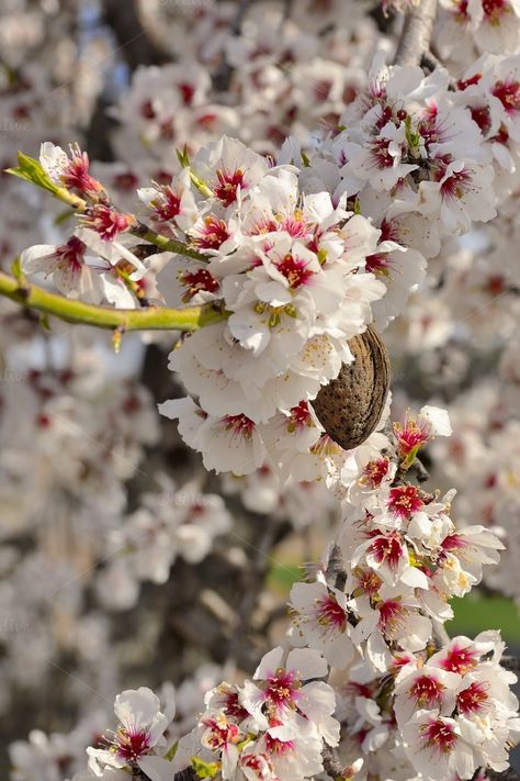 Almond Blossoms Photography, Oracle Character, Almond Branch, Almond Flower, Almond Blossoms, One Word Instagram Captions, Almond Tree, Flowers Wallpapers, Vernacular Architecture