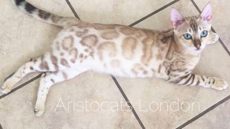 Snow Mink Bengal Cat, Snow Bengal Kitten, Bengal Cat Snow, Snow Bengal Cat, White Bengal Cat, Snow Bengal, Bengal Cat Kitten, Chinchilla Cute, Turkish Van Cats