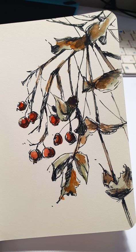 #berries #sketch #leaves #autumn #watercolor #ink #art #illustrations Fall Leaf Sketch, Leaves Pen Drawing, Autumn Sketch Ideas, Berries Sketch, Fall Sketches Drawing, Autumn Leaves Drawing, Autumn Sketchbook, Autumn Sketches, Sketch Leaves