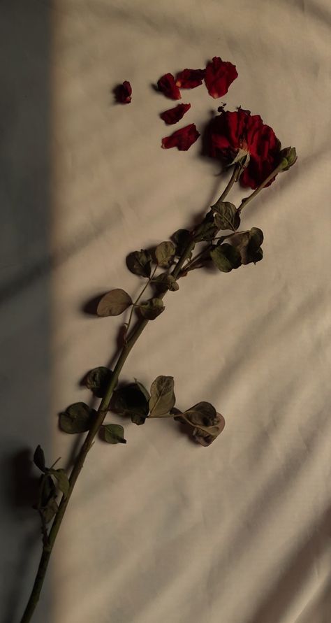 Withered Rose Aesthetic, Emotion Wallpaper, Maroon Roses, Broken Rose, Describe Feelings, Dark Red Roses, Haunting Adeline, Words That Describe Feelings, Rosé Aesthetic