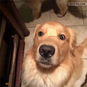 28 Things only Golden Retriever owners understand – SheKnows Golden Retriever Meme, Dogs Gif, Golden Retriever Gif, Golden Retriever Owner, Dog Cat Pictures, Puppy Images, Cute Dog Pictures, Dog Images, Golden Retrievers