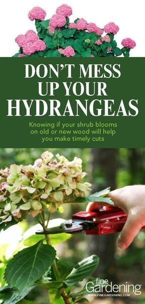 Backyard Shrubs, Pruning Hydrangeas, Hydrangea Care, Growing Hydrangeas, Hydrangea Garden, Organic Vegetable Garden, Planting Hydrangeas, Fine Gardening, Flower Gardening