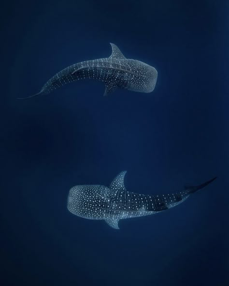 Ying Yang Wallpaper, Shark Background, Whale Shark Tattoo, Cool Sea Creatures, Shark Photos, Shark Pictures, You Are My Moon, Whale Sharks, Shark Art