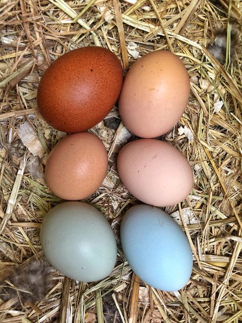 Sage Egger Chicken, Urban Farmstead, Copper Maran, Barred Rock, Ranch Living, One Egg, Farm Living, Farms Living, Silver Lace