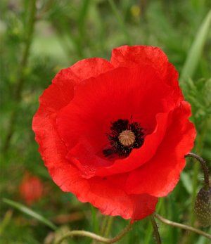 Flanders Red Poppy (Annual - Full sun to partial shade. self sowing) Garden Seeds Packets, Country Cottage Garden, Billy Buttons, Paper Daisy, Plant Seedlings, Cottage Garden Plants, Seed Pack, 1 Tattoo, Red Poppy