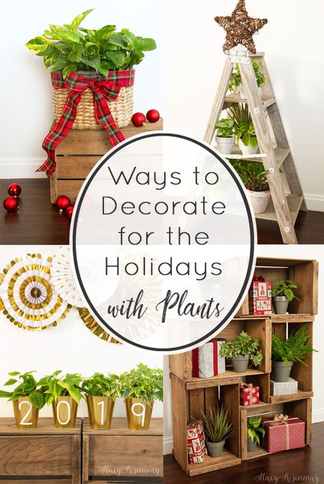 Holiday decor with plants!  #houseplants #plants #decoratingwithplants #holidaydecor #christmasdecor #costafarms #christmasplants #plantdecor #planters Christmas Plant Shelf Decor, Christmas Decor Ideas With House Plants, Christmas Decor With Live Plants, Decorating House Plants For Christmas, Indoor Plants Christmas Decor, Plant Christmas Tree, Christmas Plants Gifts, Christmas Plant, Market Decor