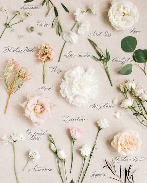 Some flowers to kick off your Friday here! Caitlin's bouquet recipe was an abundance of neutral and soft colors, perfect for a romantic wedding. I love working with Lindsey and Kelly from @fallforflorals. They always carry the most gorgeous florals and make flat lays fun to work with. White And Light Pink Flowers, Wedding Flower Types, Bouquet Recipe, Neutral Wedding Flowers, Flower Types, Fleur Orange, Bouquet Preservation, Flower Guide, Light Pink Flowers