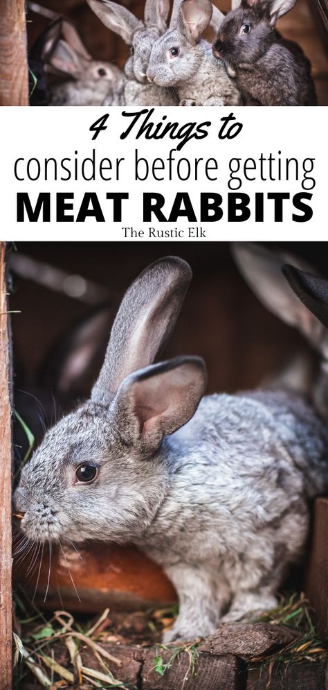 Meat Rabbits Breeds, Raising Meat Rabbits, Raising Rabbits For Meat, Rabbit Meat, Self Sufficient Homestead, Rabbit Farm, Meat Rabbits, Raising Farm Animals, Raising Rabbits