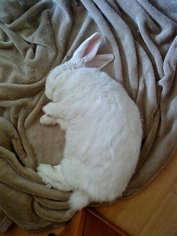 Beautiful white bunny sleeping and smiling :) Bunny Sleeping, Manx Cat, Sleeping Bunny, Beautiful Rabbit, Bunny Care, Cute Bunny Pictures, Fluffy Bunny, Animal References