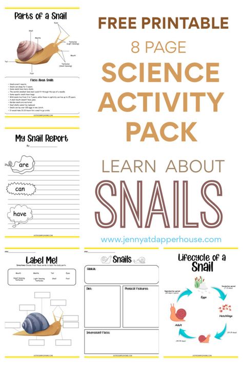 Snail Life Cycle Preschool, Snails Kindergarten Activities, Snail Activities For Kids, Snail Activities For Preschool, Snail Life Cycle, Plant Activities, Steam Projects, Homeschooling Resources, Science Activity