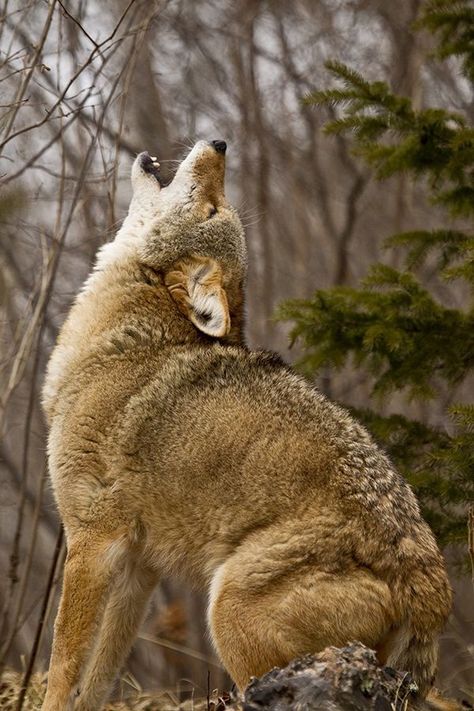 Coyote Reference, Desert Creatures, Coyote Howling, Howling Coyote, Wolf Poses, The Trickster, Guide Dog, Wild Dogs, Wolf Howling