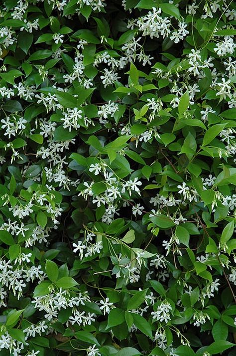 Trachelospermum Jasminoides, Spiral Garden, Jasmine Plant, Landscape Structure, Star Jasmine, Climbing Vines, Gardening Advice, Outdoor Landscaping, Types Of Soil