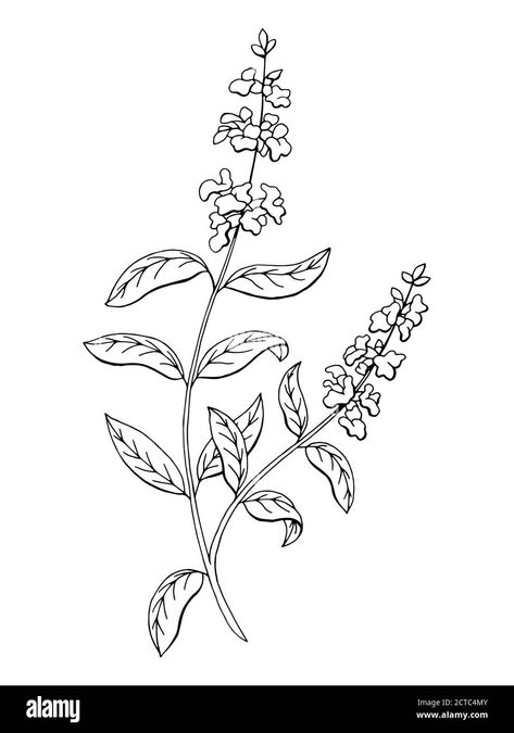 Salvia Drawing, White Sage Plant, Sage Bouquet, Sage Herb, Sage Plant, Drawing Simple, Plant Drawing, Flower Graphic, White Sage