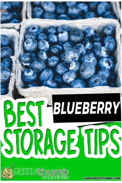 Keep Blueberries Fresh Longer, Freezing Blueberries How To, How To Keep Blueberries Fresh Longer, Store Blueberries In The Fridge, Best Way To Store Blueberries, How To Preserve Blueberries, Blueberry Preservation, How To Freeze Fresh Blueberries, Storing Blueberries In The Fridge