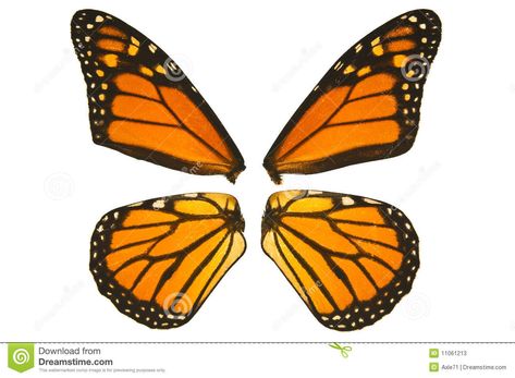 Monarch Butterfly Wings Stock Photos - Image: 11061213 Monarch Butterfly Wings, Imprimibles Paw Patrol, Butterfly Wings Pattern, Butterfly Fairy Wings, Animal Body Parts, Butterfly Makeup, Butterfly Cake Topper, Butterfly Pillow, Butterfly Species