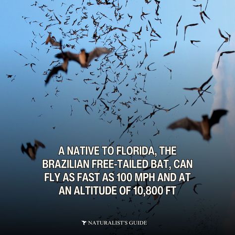 so batty 🦇 🩸Most bats eat insects or fruit. However, there are three species of bats, known as vampire bats, that feed on blood from livestock. 🍹Bats play a critical role in pollination and seed dispersal for a lot of fruits and plants like bananas, mangoes, and the agave plant, which is used to make tequila. Bats have long tongues with some reaching three inches. 😍 A baby bat is called a pup. 🦇 Bats are the only mammals capable of sustained flight. Bat wings are essentially modified ha... Bat Facts, Vampire Bats, Seed Dispersal, Baby Bats, Agave Plant, Vampire Bat, Critical Role, Bat Wings, Bananas