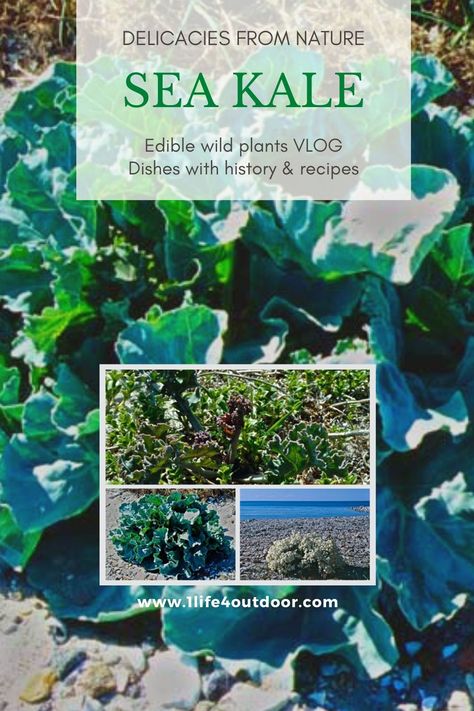 Meals with History or ‚Traditional Regional Cuisine‘. Recipes Sea kale Sea Kale, Kale Plant, Wild Food Foraging, Edible Wild Plants, Kale Recipes, Wild Edibles, Cuisine Recipes, Wild Food, Wild Plants