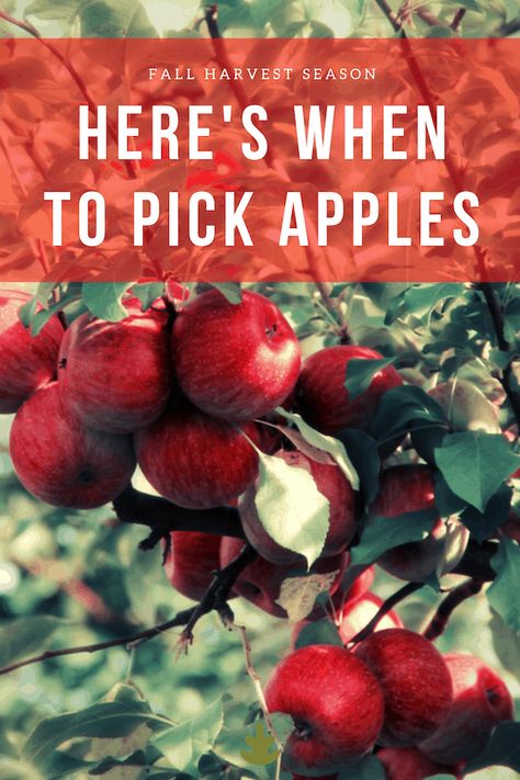 When To Harvest Apples, When To Pick Apples, Trees Backyard, Apple Tree Care, Pruning Apple Trees, Pioneer Living, Suburban Homestead, Fruit Trees Backyard, Farm Orchard