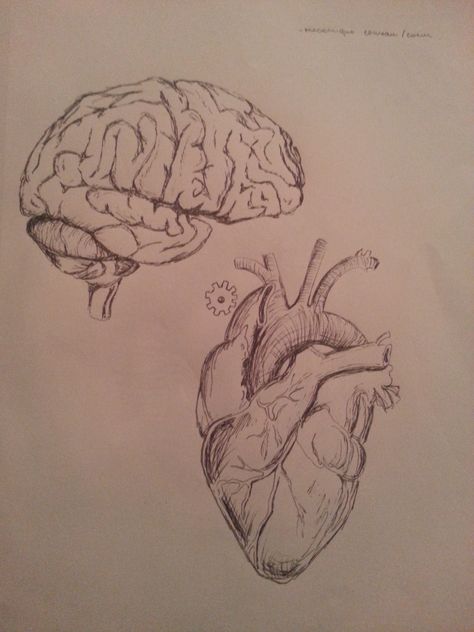 Realistic Brain Drawing, Drawing Of A Brain, Human Brain Drawing, Heart Pencil Drawing, Anatomical Heart Drawing, Freedom Drawing, Human Heart Drawing, Fold Towels, Brain Drawing