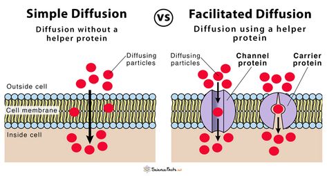 Simple Diffusion Biology, Facilitated Diffusion Biology, Diffusion Notes, Dna Diagram, Biology Assignment, Plant Biotechnology, Facilitated Diffusion, Cell Diagram, Organic Chemistry Study