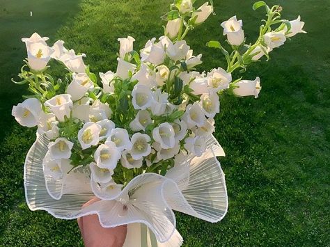 Bellflower Aesthetic, Canterbury Bells, Flower Boquet, Nothing But Flowers, Flower Shower, White Hydrangea, Pretty Plants, Beautiful Flowers Pictures, Flower Beauty