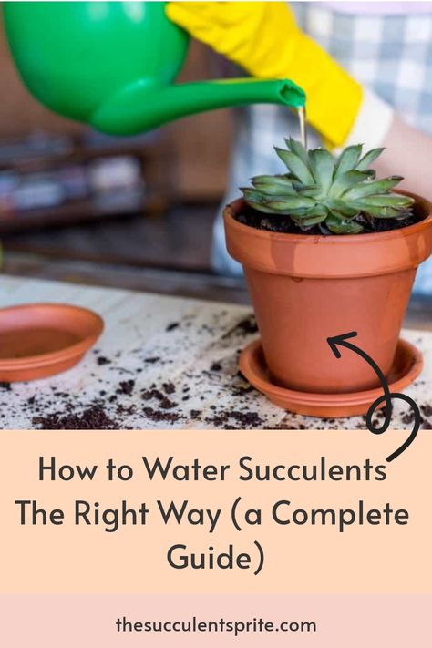 You have indoor and outdoor succulents to water, but how much do they need? This guide will teach you how and when to water them. Succulent Care Indoor, Watering Succulents, Water Succulents, Outdoor Succulents, Suculent Plants, How To Water Succulents, Types Of Water, Succulent Garden Indoor, Succulent Garden Design