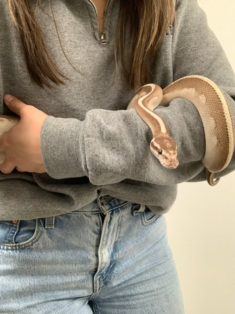 Ball Python Pet, Snake Care, Alpha Females, Snake Cages, Snake Enclosure, Colorful Snakes, Pretty Snakes, Ball Python Morphs, Snake Lovers