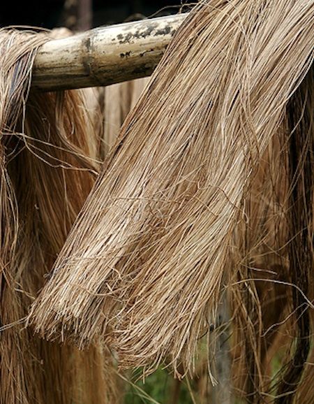 Biointensive Gardening, Banana Fiber, Banana Plant, Envelope Liners Wedding, Food Issues, Flax Flowers, Fiber Crafts, Flax Fiber, Textiles Projects