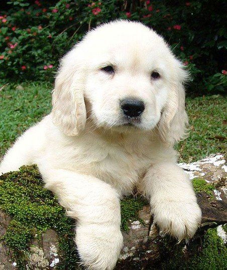 English cream golden retriever puppies tend to darken in color as they grow. English Golden Retrievers, Puppy Facts, English Cream, Golden Puppy, Dog Facts, Golden Retriever Puppy, Retriever Puppy, Sweet Dogs, Dogs Golden Retriever