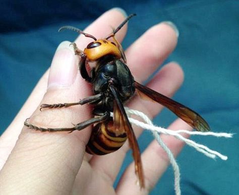 Yeah right: A man in Japan claims he has made a pet of a lethal Japanese giant hornet Japanese Hornet, Japanese Giant Hornet, Creepy Old Photos, Bees And Wasps, Creepy Crawlies, Pet Hacks, Japanese Men, Wildlife Animals, Zoology