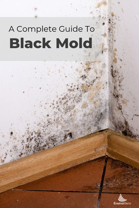 Learn more about  Black Mold: How is it different from other molds? What does it look like? What does it smell like? and where can you find it?  Follow the link to get answers to these and other mold related questions. Mold In Basement, Kill Black Mold, Mold Smell, Remove Black Mold, House Mold, Mold Exposure, Black Mold, Can You Find It, Mold In Bathroom