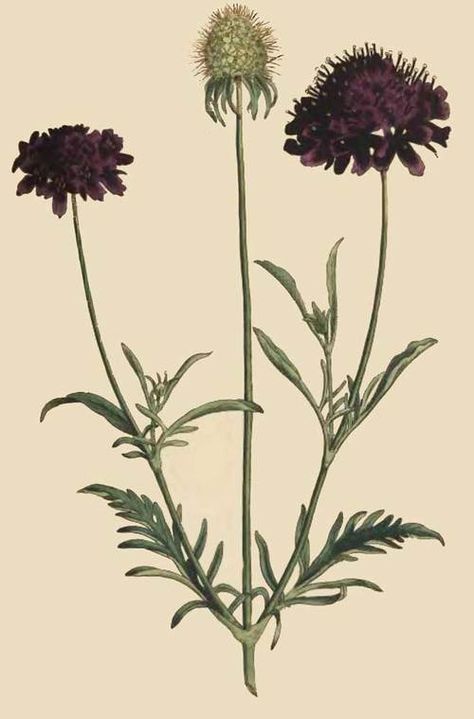 scabiosa Botanical Prints Black And White, Vintage Botanical Drawings, Botanical Prints Decor, Botanical Prints Free, Botanical Calendar, Flower Suit, Halloween Cemetery, Vintage Botanical Illustration, Grasses Landscaping