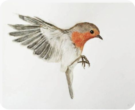 Ruby Tattoo, Robin Bird Tattoos, Robin Drawing, Red Robin Bird, Robin Tattoo, Robin Red Breast, Robin Art, Flying Tattoo, European Robin