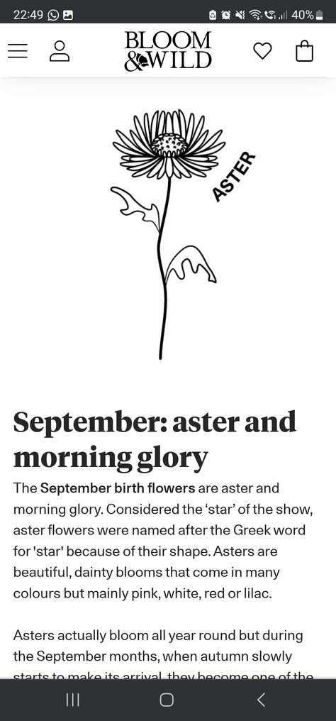 September Birth Flower Tattoo Aster, September Birth Flower Tattoo, September Birth Flower, Bloom And Wild, Aster Flower, Greek Words, Birth Flower, Morning Glory, Birth Flowers