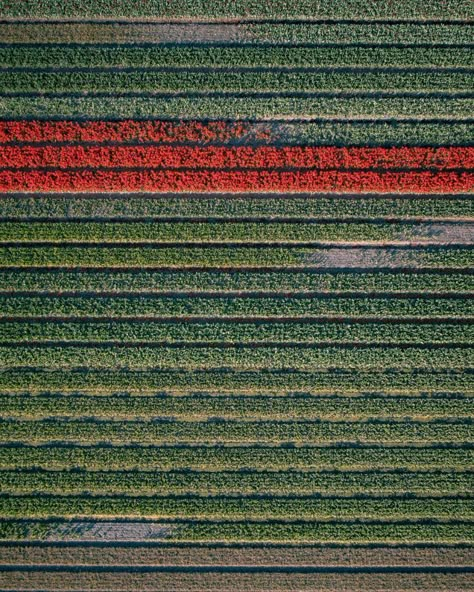 Photographer Tom Hegen Captures Aerial Series Of Breathtaking Tulips Tulips Design, Trust Design, Landscape Architecture Drawing, Collage Drawing, Ad Magazine, Tulip Fields, Photoshop Textures, Tulip Design, Landscape Plans