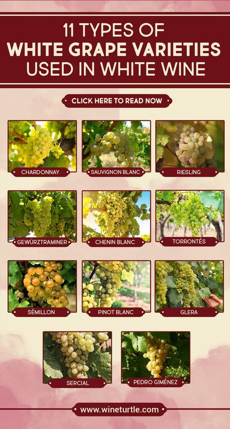 What are the varieties of white grape varieties out there for white wines? In this post, we talk about 11 types of white wine grape varieties. click to read this post now. Different Types Of Grapes, Pictures Of Grapes, Urban Orchard, Grape Types, Types Of White Wine, Grow Grapes, Types Of White, Wine Basics, White Wine Grapes