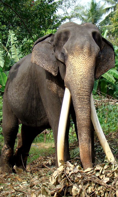 tusker elephant | This is the biggest elephant in captivty in Sri Lanka. Elephant Videos, Tusker Elephant, Sri Lankan Elephant, Elephant Indian, Elephant Gif, Biggest Elephant, Elephant Love, Prehistoric Creatures, The Paradise