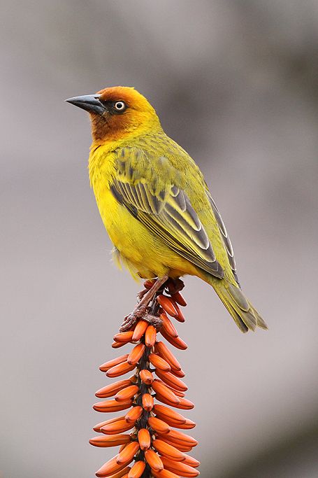 South African Birds Gardens, Weaver Bird, South African Birds, African Birds, Robben Island, Birds Watercolor, Yellow Birds, Common Birds, Rare Birds