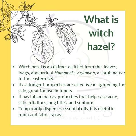 Witch hazel is a product used quite often in aromatherapy, be sure to always use alcohol free witch hazel, especially when using on your skin. #witchhazel #hamamelisvirginiana #essentialoils #aromatherapy #aromatherapist #holistichealth #holistichealing #thepeacefulfrog Witch Hazel Benefits, What Is Witch Hazel, Plant Symbolism, Medical Remedies, Witch Hazel Uses, Witches Garden, Epstein Barr, Companion Gardening, Witch Herbs