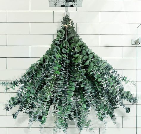 Shower Eucalyptus Eucalyptus Shower Head, Eucalyptus Plant, Eucalyptus Stems, Preserved Eucalyptus, Fresh Eucalyptus, Feuille Eucalyptus, Dried Eucalyptus, Eucalyptus Branches, Seeded Eucalyptus