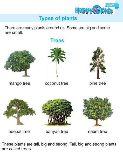 Types Of Plants For Kids, Types Of Plants Worksheet, Plants Preschool, Evs Project, World Geography Map, Plants Names, Plants Kindergarten, Rajput Jewellery, Animals Name In English