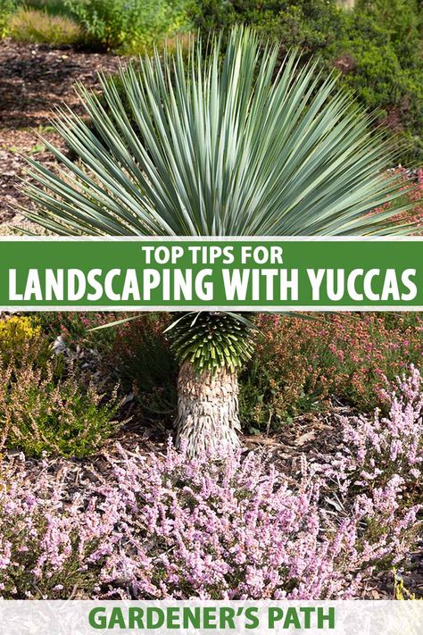 Flowering evergreens, yuccas feature fantastic, spiky structures and add bold flower spikes to arid landscapes. They thrive in hot, dry conditions and make a unique statement in containers, gravel gardens, mixed beds, and screens. Learn our top tips for landscaping with yuccas on Gardener's Path. #yucca #gardenerspath Yucca Garden, Gravel Gardens, Pacific Northwest Garden, Pebble Garden, Drought Tolerant Perennials, Garden Areas, Waterwise Garden, Yucca Plant, Grow Flowers