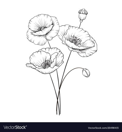 Маки эскиз Poppies Poem, Poppy Flower Drawing, Poppies Watercolor, Poppy Flower Tattoo, Poppies Art, Flower Poppy, Pencil Drawings Of Flowers, Poppy Drawing, Poppies Tattoo