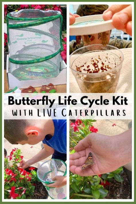 Butterfly Science, Raising Butterflies, Butterfly Kit, Hollyhocks Flowers, Butterfly Habitat, School Age Activities, Curious Kids, Butterfly Life Cycle, Cycling Kit