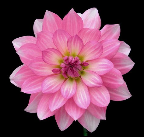 Pink Dahlia, Pink Flower, Dahlia, Black Background, Pink, White, Black